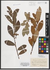 Foto von Salix appendiculata Vill.